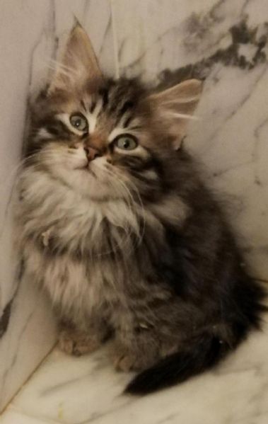 Vendita Cucciolo Siberiano Da Allevatore A Verona Cuccioli Di Gatto