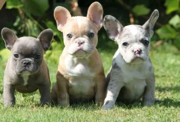 bulldog francese blu