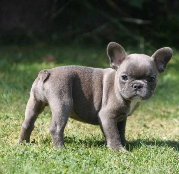 bulldog francese blu | Foto 4
