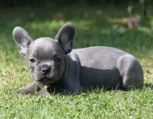 bulldog francese blu | Foto 3