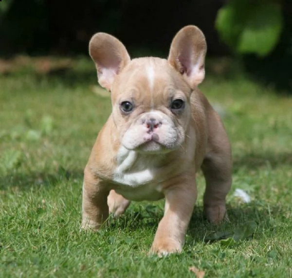 bulldog francese blu | Foto 2