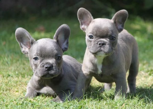 bulldog francese blu | Foto 1