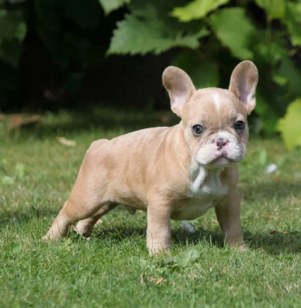 bulldog francese blu | Foto 0