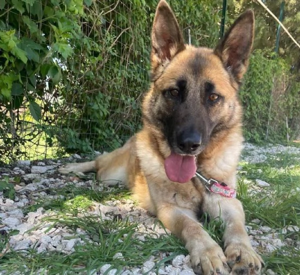 Mamma e figlia bellissime in canile 