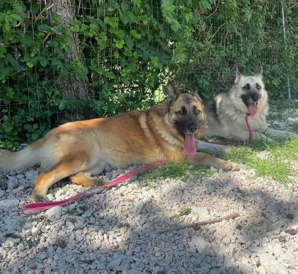 Mamma e figlia bellissime in canile  | Foto 2