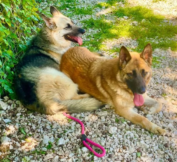 Mamma e figlia bellissime in canile  | Foto 0