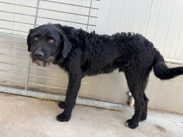 KOBE cucciolone barbutello in canile  | Foto 2