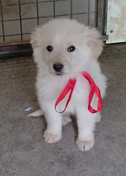 Leo bellissimo cucciolo  | Foto 5