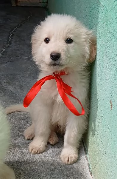 Leo bellissimo cucciolo  | Foto 4