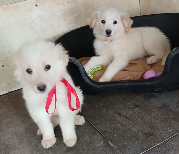Leo bellissimo cucciolo  | Foto 3