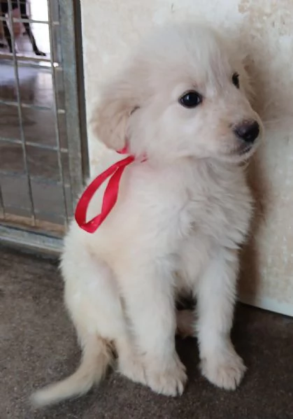 Leo bellissimo cucciolo  | Foto 1