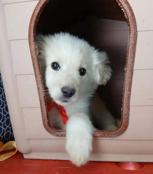 Leo bellissimo cucciolo 