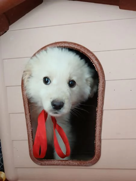 Leo bellissimo cucciolo  | Foto 0