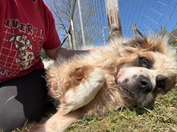 Mignolo 60 kg di cane chiuso in un box  | Foto 3