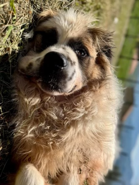 Mignolo 60 kg di cane chiuso in un box  | Foto 2