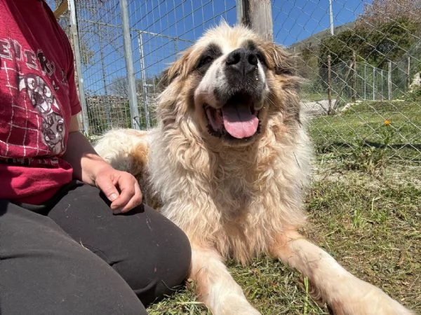 Mignolo 60 kg di cane chiuso in un box  | Foto 1