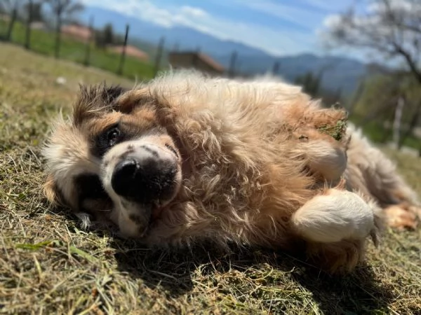 Mignolo 60 kg di cane chiuso in un box  | Foto 0