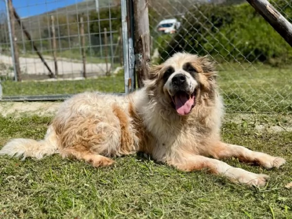 Mignolo 60 kg di cane chiuso in un box 