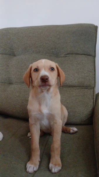 Mav cucciolo che aspetta solo te | Foto 2