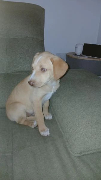 Mav cucciolo che aspetta solo te | Foto 1