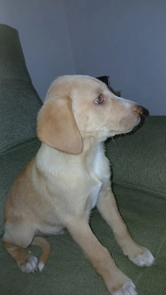 Mav cucciolo che aspetta solo te | Foto 0