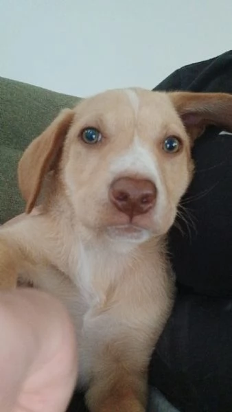 Mav cucciolo che aspetta solo te