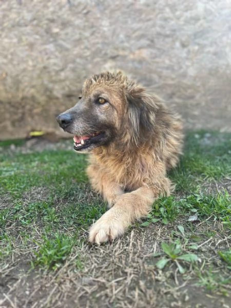 Rony sogna una famiglia  | Foto 4