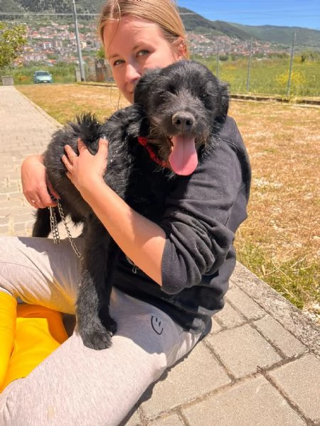 KOBE cagnolino speciale  dolcissimo  | Foto 4
