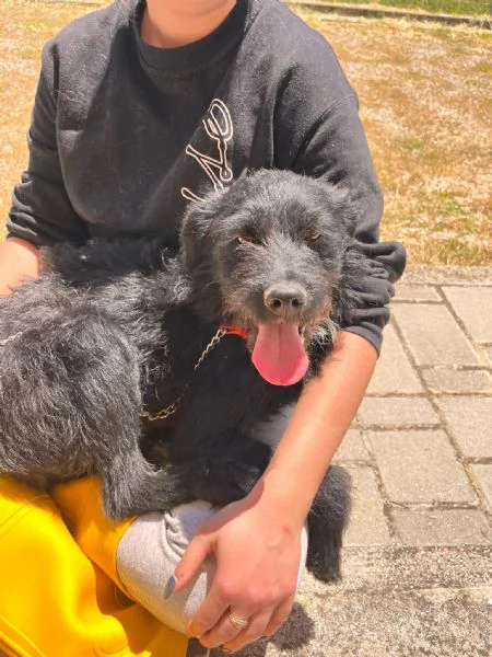 KOBE cagnolino speciale  dolcissimo  | Foto 3