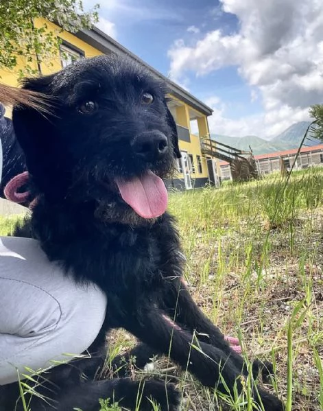 KOBE cagnolino speciale  dolcissimo  | Foto 1