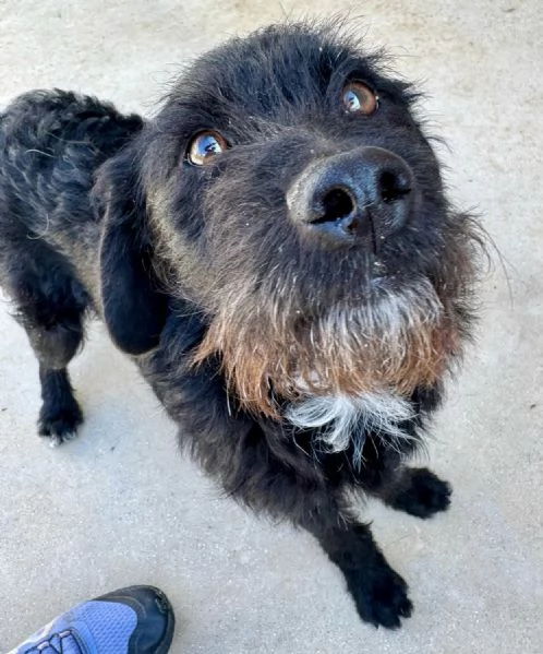 KOBE cagnolino speciale  dolcissimo  | Foto 0