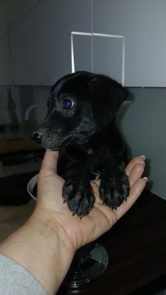 Black cucciolo con poche speranze 