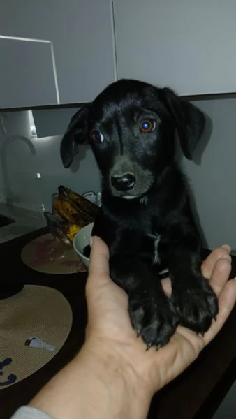 Black cucciolo con poche speranze  | Foto 1