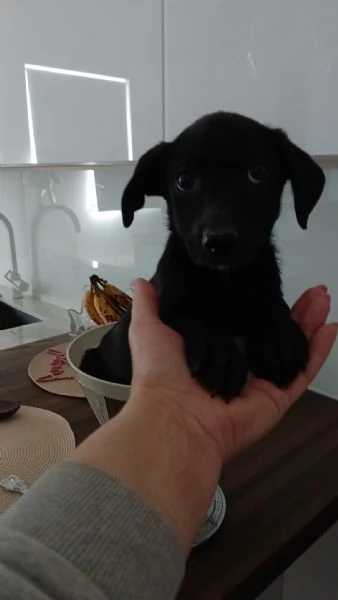 Black cucciolo con poche speranze  | Foto 0