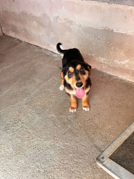 MAKY super cucciolo taglia media contenuta  | Foto 4
