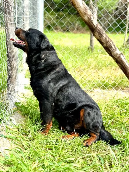 Testone gigante buono in canile senza speranza di uscire  | Foto 3