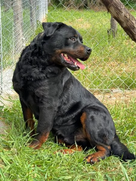 Testone gigante buono in canile senza speranza di uscire  | Foto 2