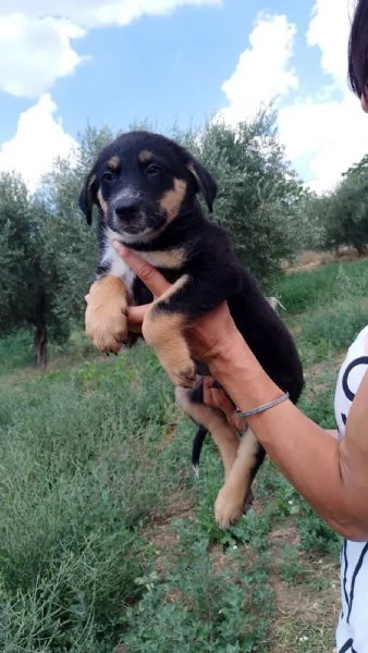 Woody cucciolo con la speranza di un futuro  | Foto 1