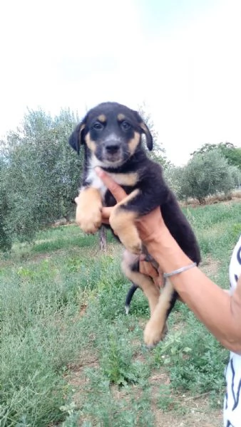 Woody cucciolo con la speranza di un futuro  | Foto 0
