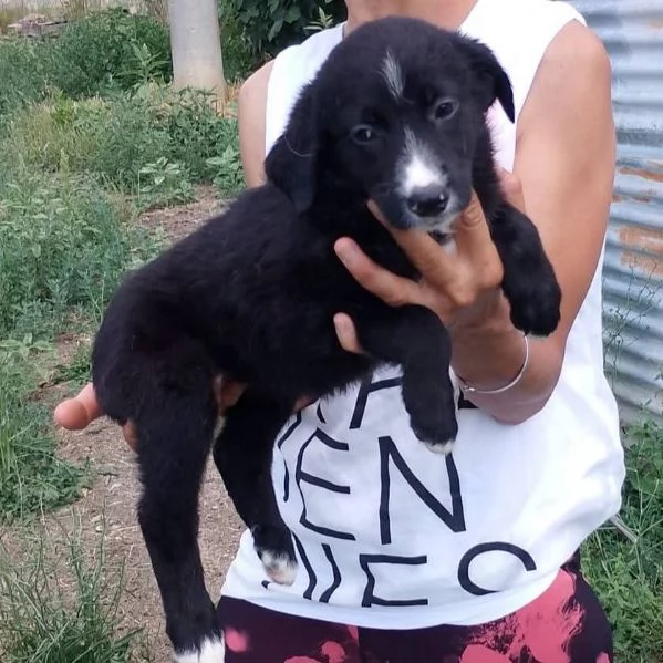 Ariel cucciola nera e anonima senza futuro | Foto 0
