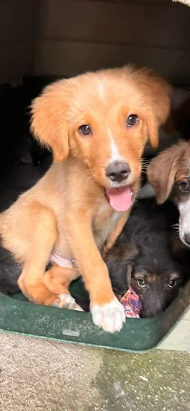 Edo chi adotta questo cucciolo  | Foto 3