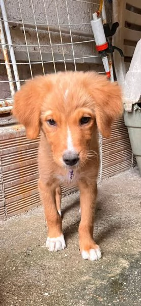 Edo chi adotta questo cucciolo  | Foto 2