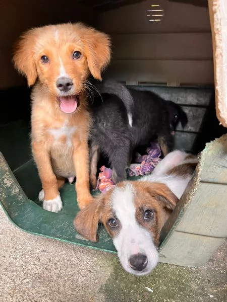 Edo chi adotta questo cucciolo  | Foto 1