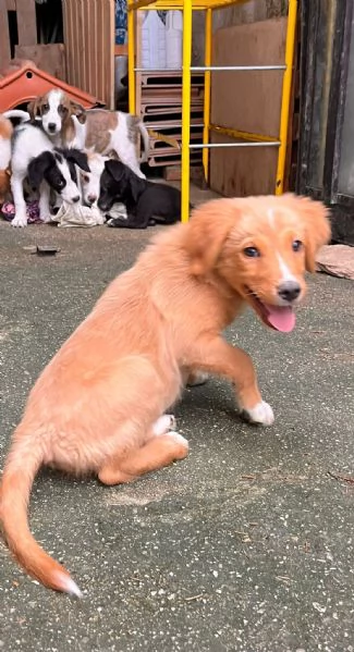 Edo chi adotta questo cucciolo  | Foto 0