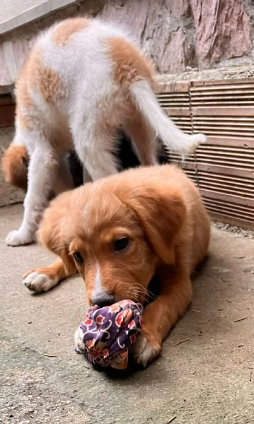 Edo chi adotta questo cucciolo 