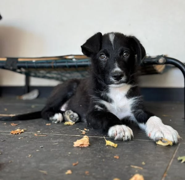 Darwin simpatico cucciolo media contenuta 