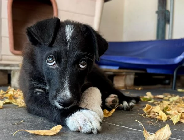 Darwin simpatico cucciolo media contenuta  | Foto 1