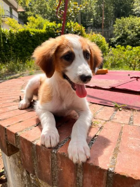 Lia cucciola bellissima  | Foto 2