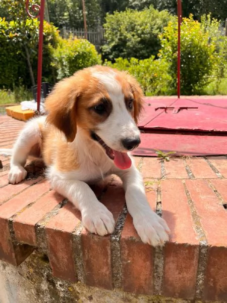 Lia cucciola bellissima  | Foto 1