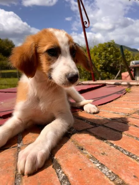 Lia cucciola bellissima  | Foto 0